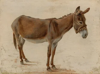 A Donkey